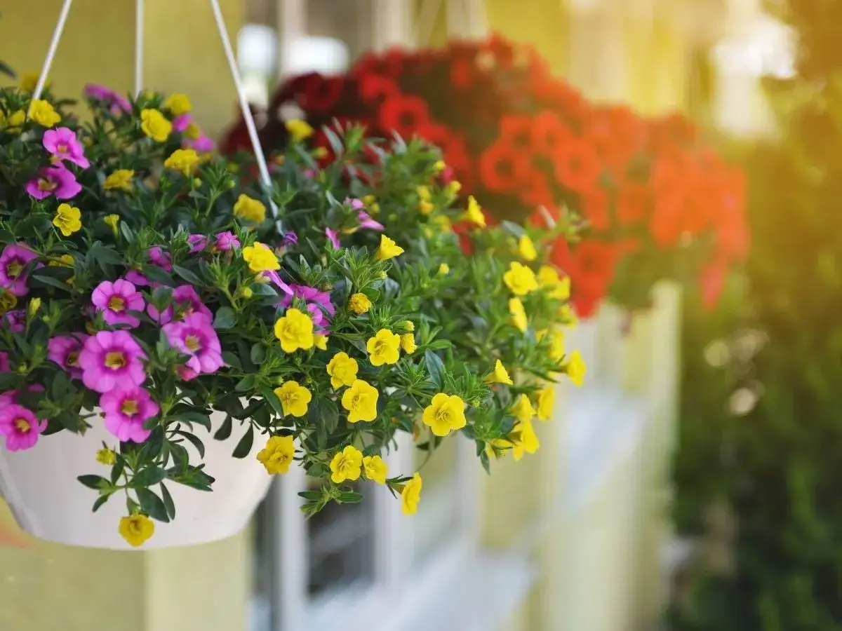 Kolorowe kwiaty zwisające na balkon: fioletowe i ż&oacute;łte w białej donicy, w tle czerwone.