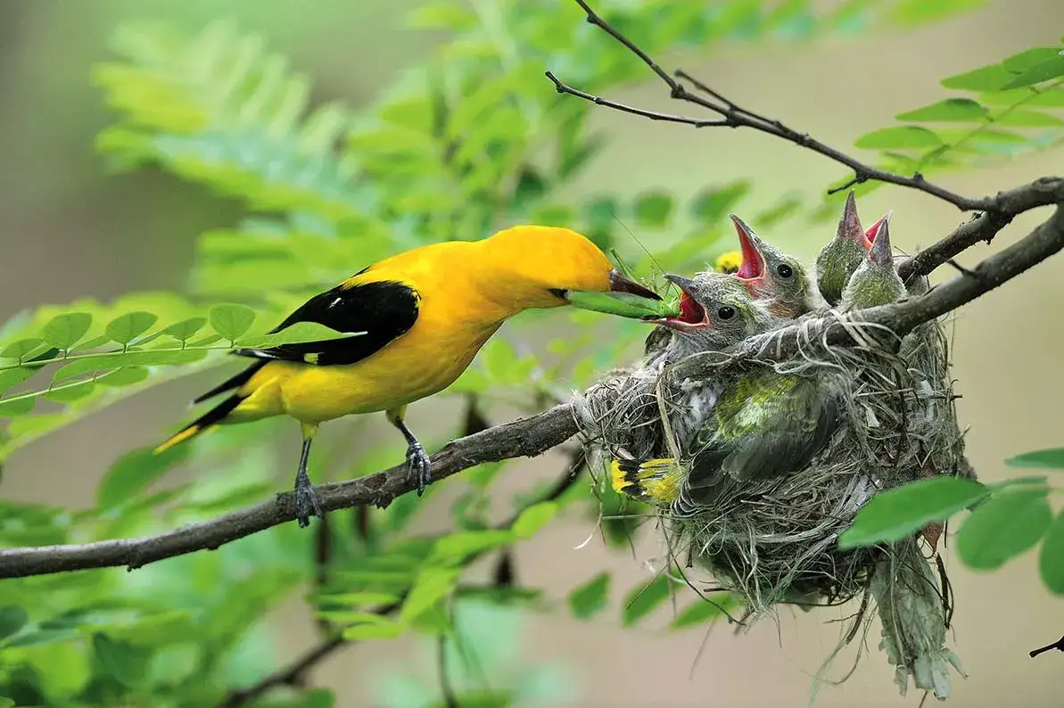 Ptaki budujące gniazdo podział r&oacute;l