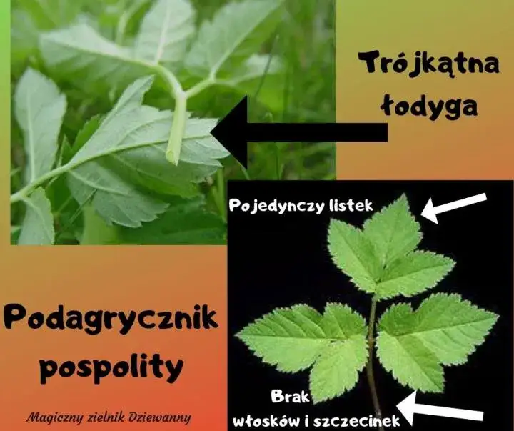 Zdjęcie Chwast podobny do podagrycznika: jak go rozpoznać i unikać pomyłek