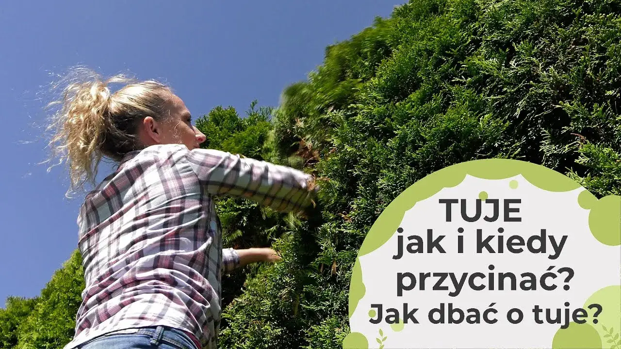 Zdjęcie Jak przycinać tuje szmaragd, by uniknąć ich uszkodzenia i chorób