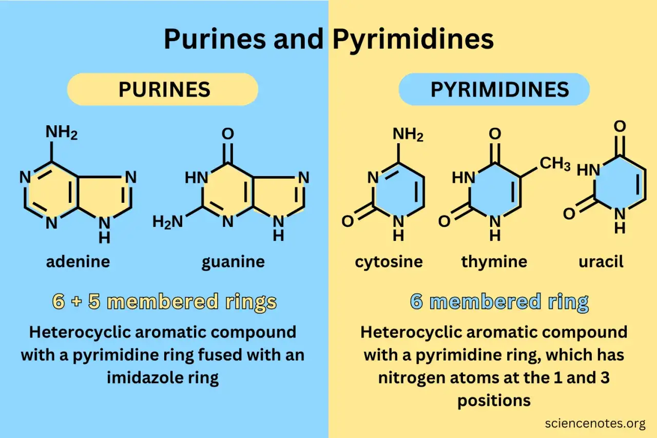 Schemat przedstawia budowę puryn (adenina, guanina) i pirymidyn (cytozyna, tymina, uracyl) &ndash; podstawowych składnik&oacute;w DNA i RNA.