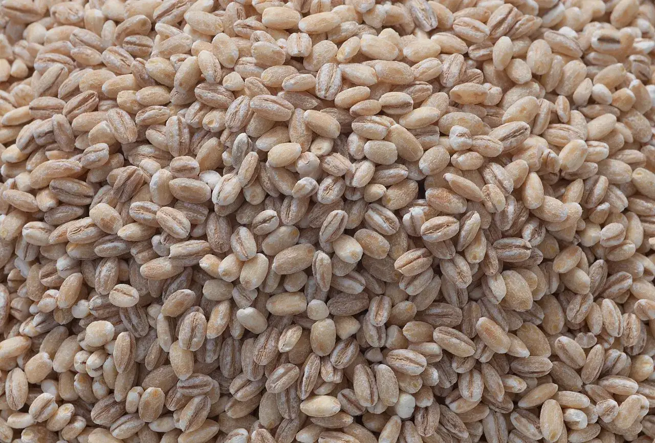 Zbliżenie na ziarna kaszy jęczmiennej, kt&oacute;re tworzą gęstą, beżową masę. Idealna baza do pożywnego obiadu.