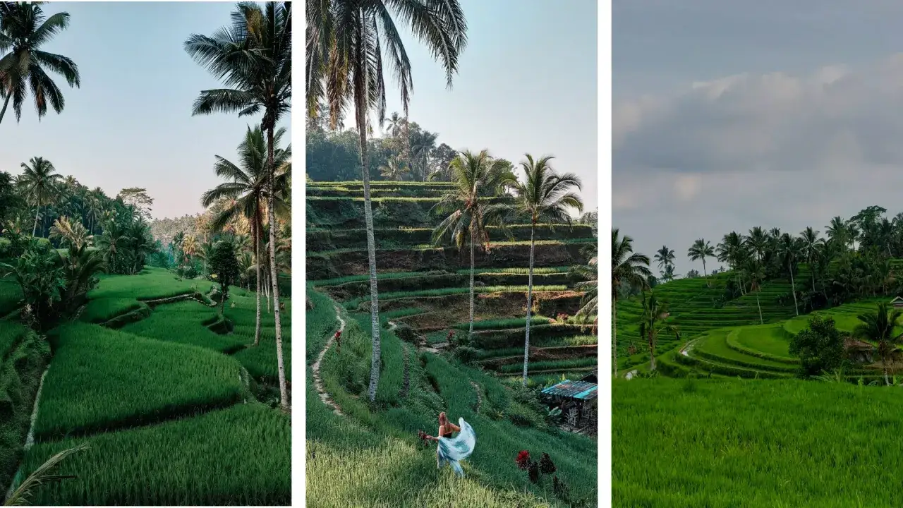 Tarasy ryżowe na Bali, gdzie widać, jak rośnie ryż. Zielone pola, palmy i błękitne niebo tworzą idylliczny krajobraz.