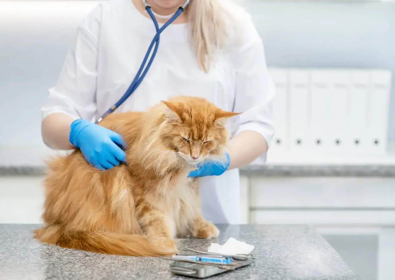 Weterynarz bada rudego kota. Czy 6 lat kota ile to ludzkich lat? Kot wygląda na spokojnego, choć trochę zestresowanego wizytą.