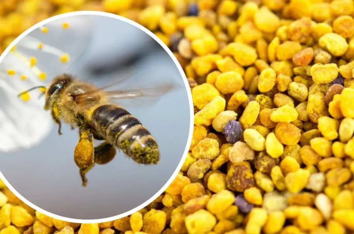 Pszczoła zbiera pyłek, który ma cenne właściwości. Zbliżenie na ziarna pyłku pszczelego.