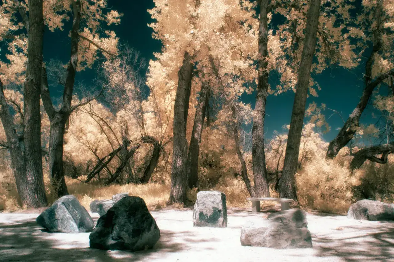 Niezwykła fotografia ir. Kamienie i ławka w lesie o złotych liściach i ciemnym niebie.