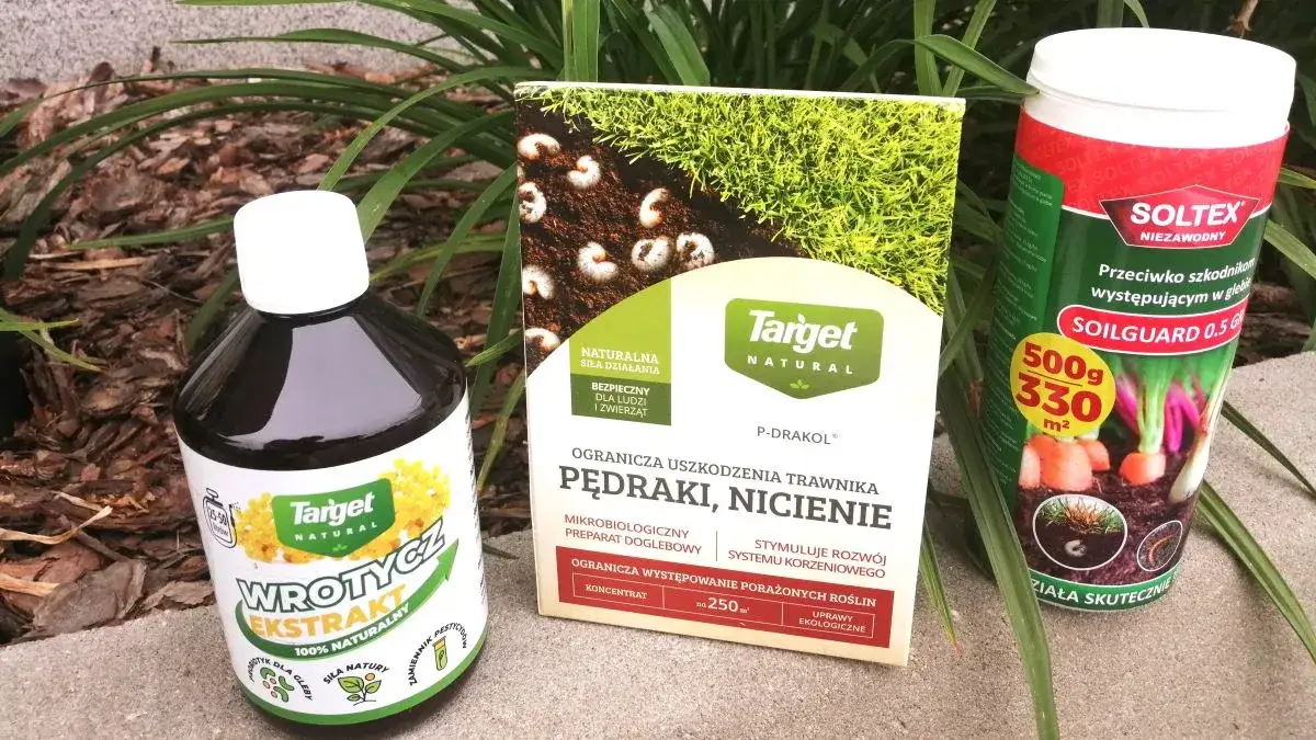 Zdjęcie Skuteczne sposoby na zwalczenie pędraków w trawniku bez chemii