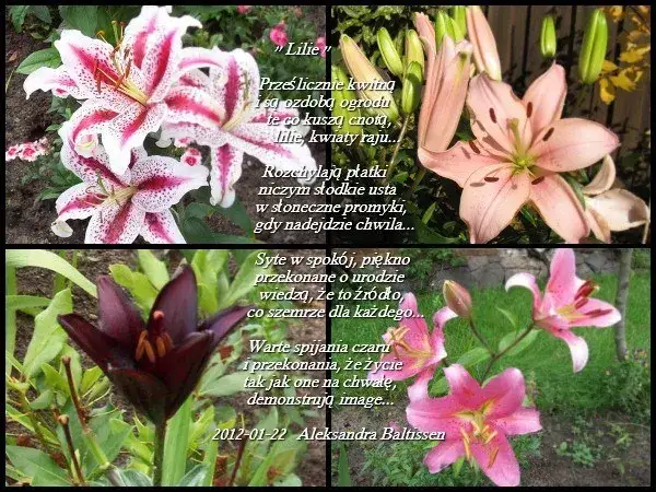 Zdjęcie Lilie wiersz: symbolika, emocje i tajemnice w poezji o śmierci