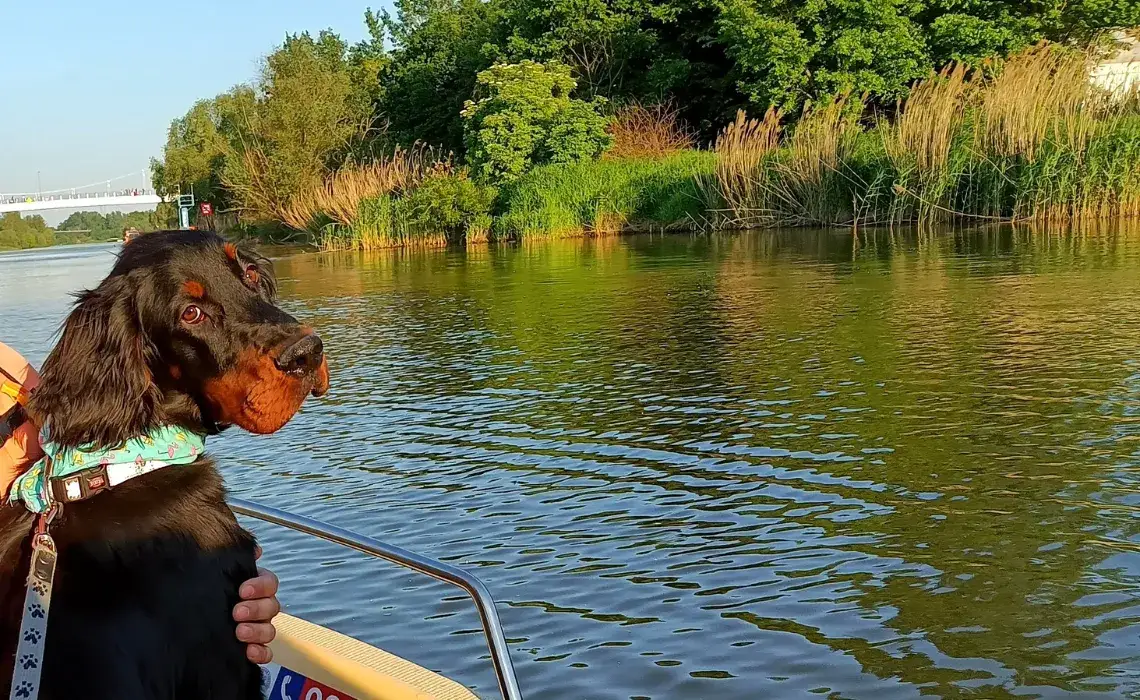 Zdjęcie Gdzie na weekend z psem w Śląsku? Najlepsze miejsca i atrakcje