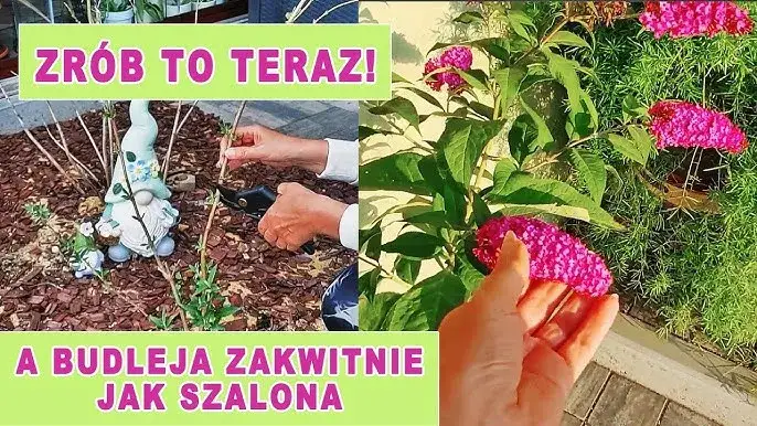 Zdjęcie Budleja jak przycinać, aby uniknąć błędów i cieszyć się pięknem kwiatów