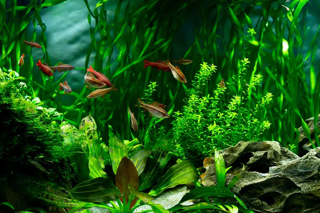 Zdjęcie Skuteczne metody na usunięcie glonów z ozdób akwariowych