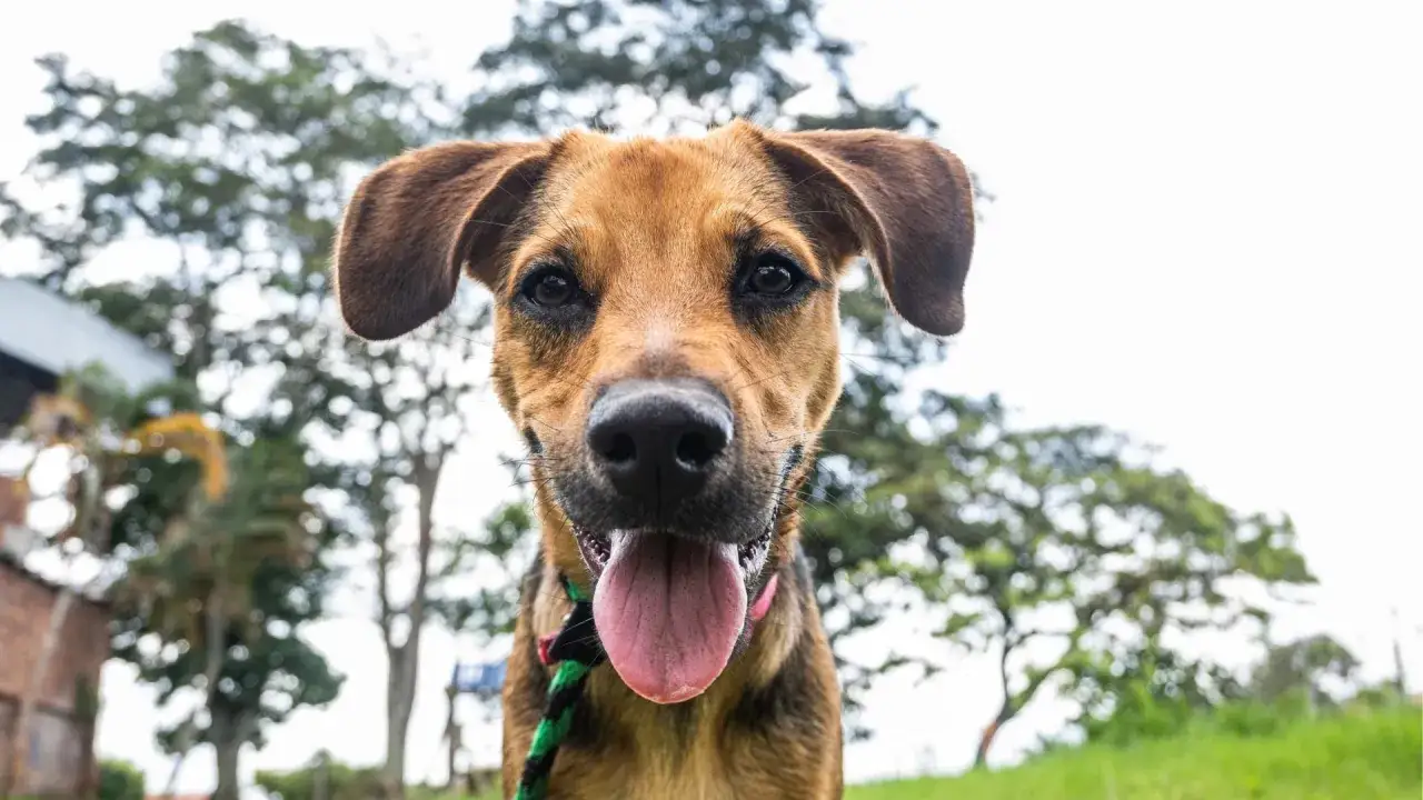 Zdjęcie Jak poprawić sierść psa? Skuteczne porady i dieta na zdrową sierść