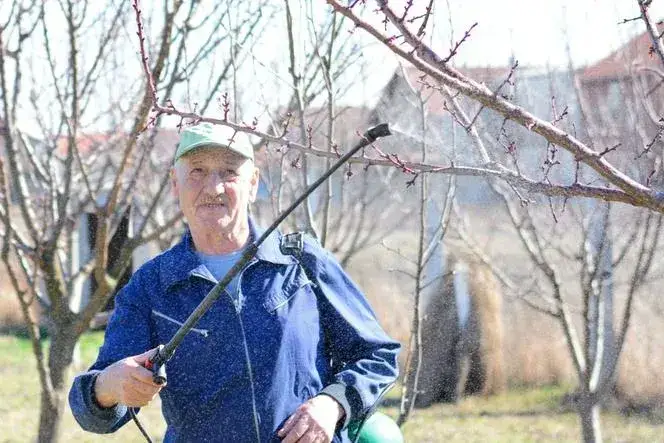 Zdjęcie Kiedy opryskiwać drzewa owocowe miedzianem, aby uniknąć chorób?