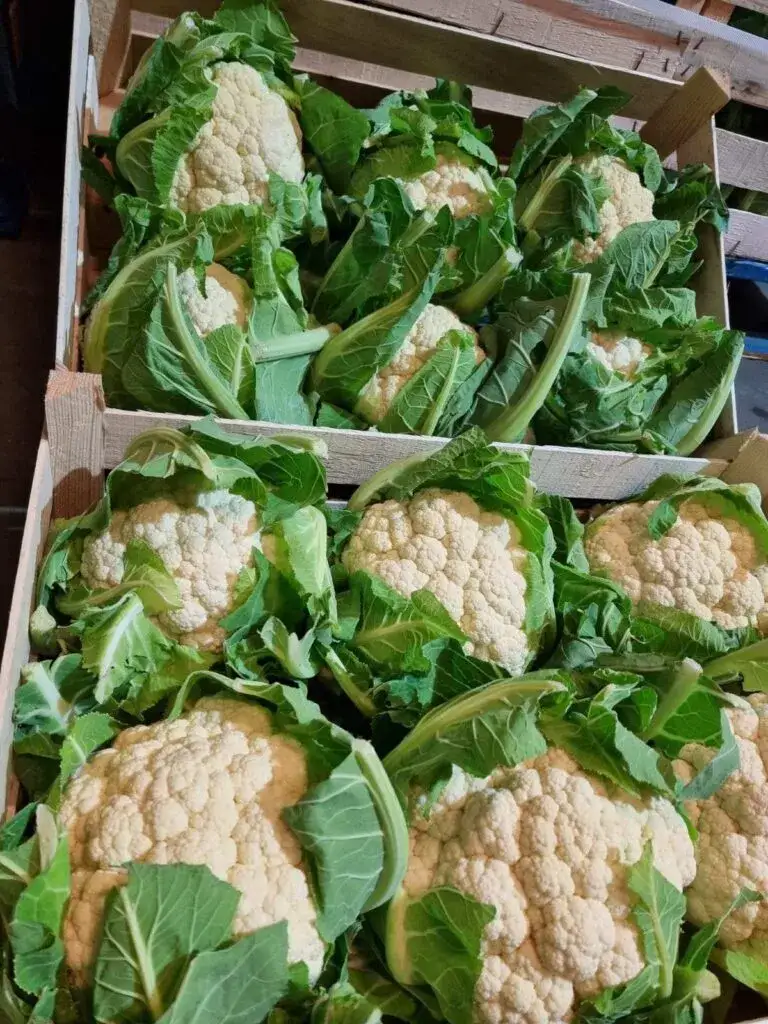 Zdjęcie Kiedy sezon na kalafiora? Odkryj najlepszy czas na świeżego kalafiora