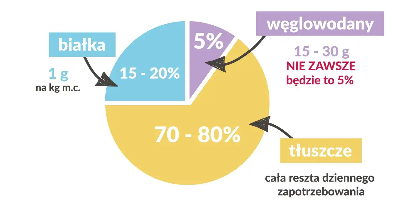 kalkulator zapotrzebowania kalorycznego infografika