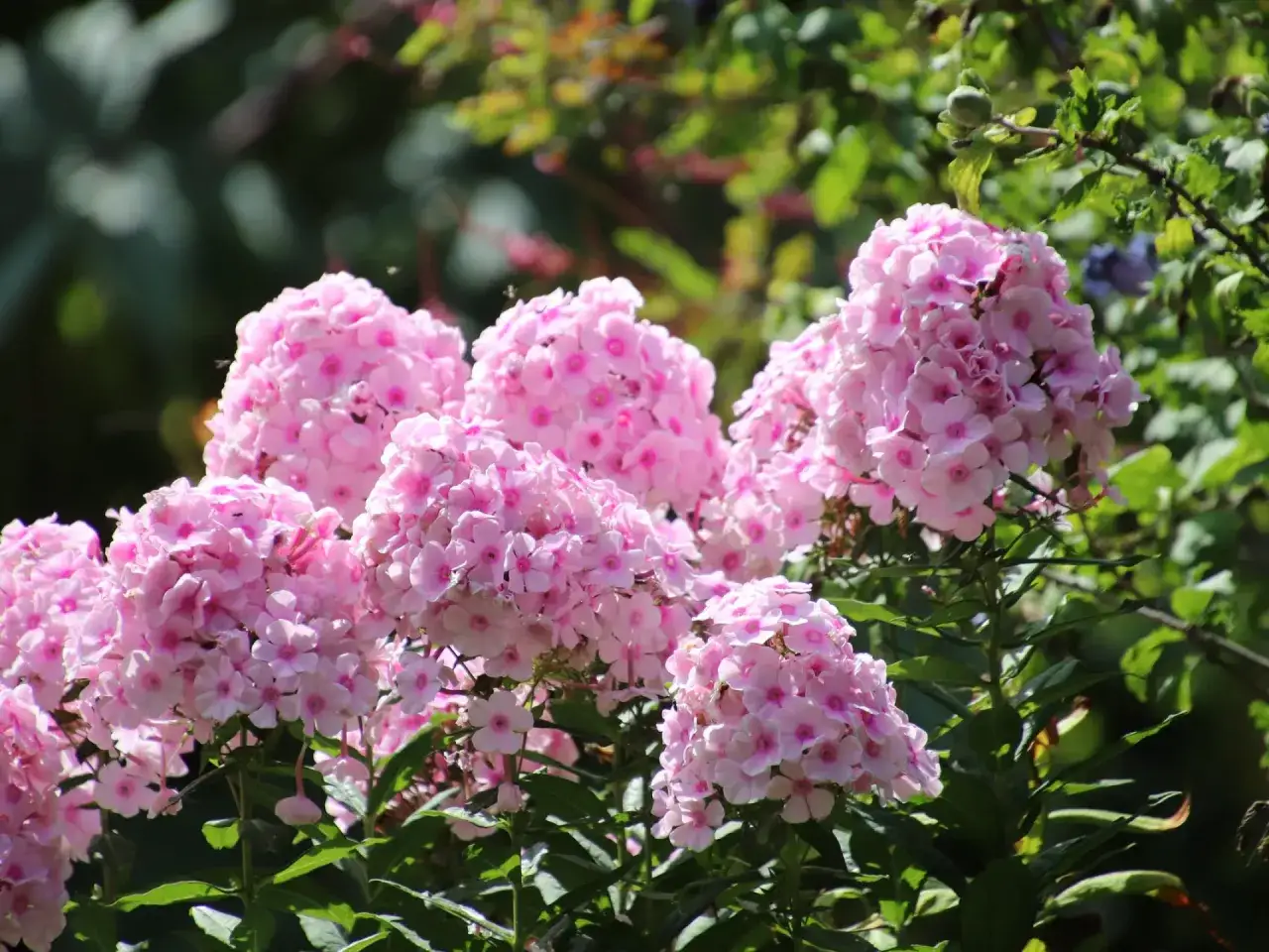 Sadzenie floks&oacute;w wiechowatych krok po kroku
