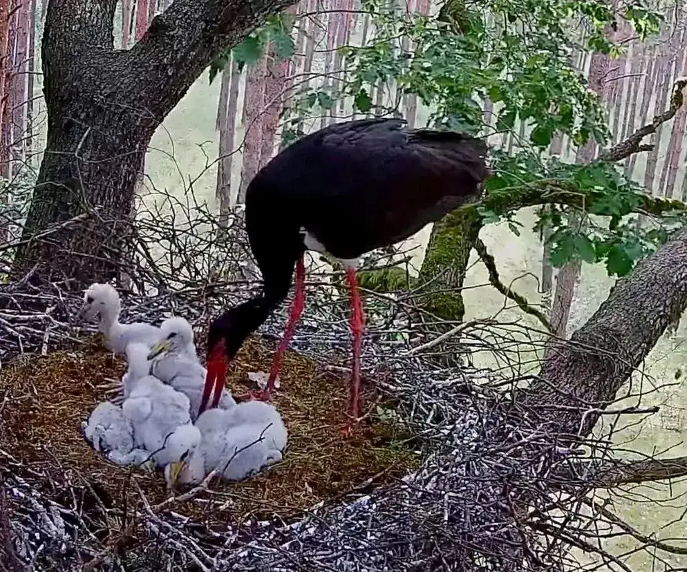 Słabe pisklę bociana w gnieździe