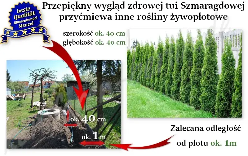 sadzenie tui odległość od płotu schemat