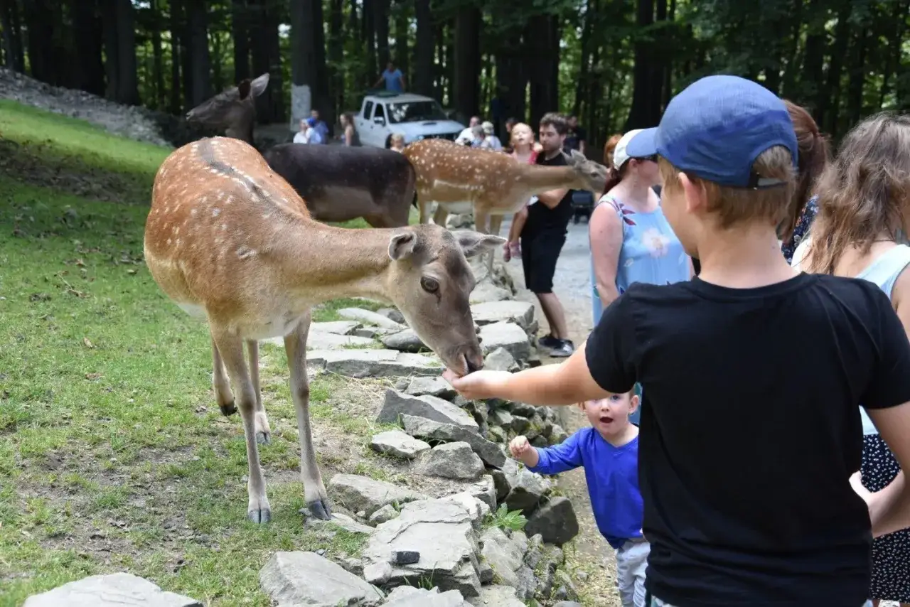 Leśny Park Niespodzianek Ustroń muflony daniele