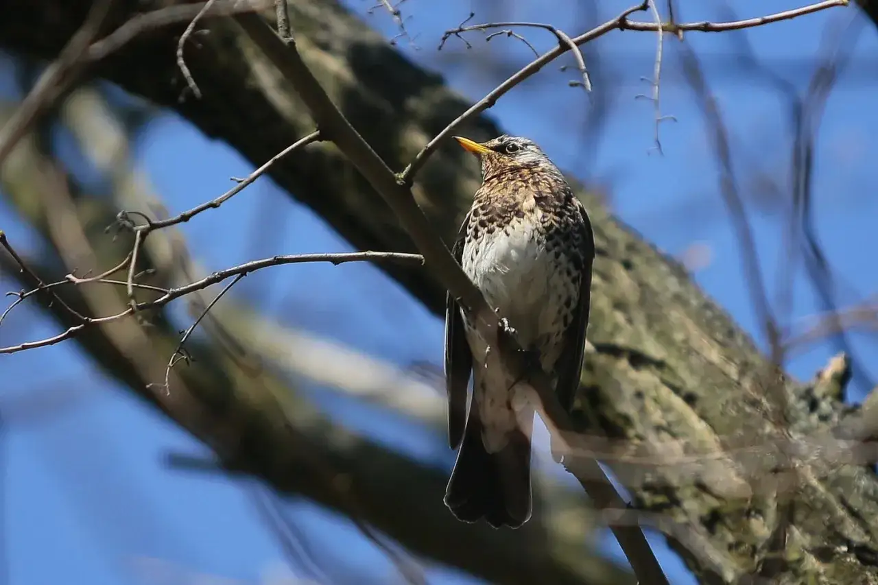 Zdjęcie Jakie ptaki śpiewają w lutym? Odkryj ich tajemnice i dźwięki