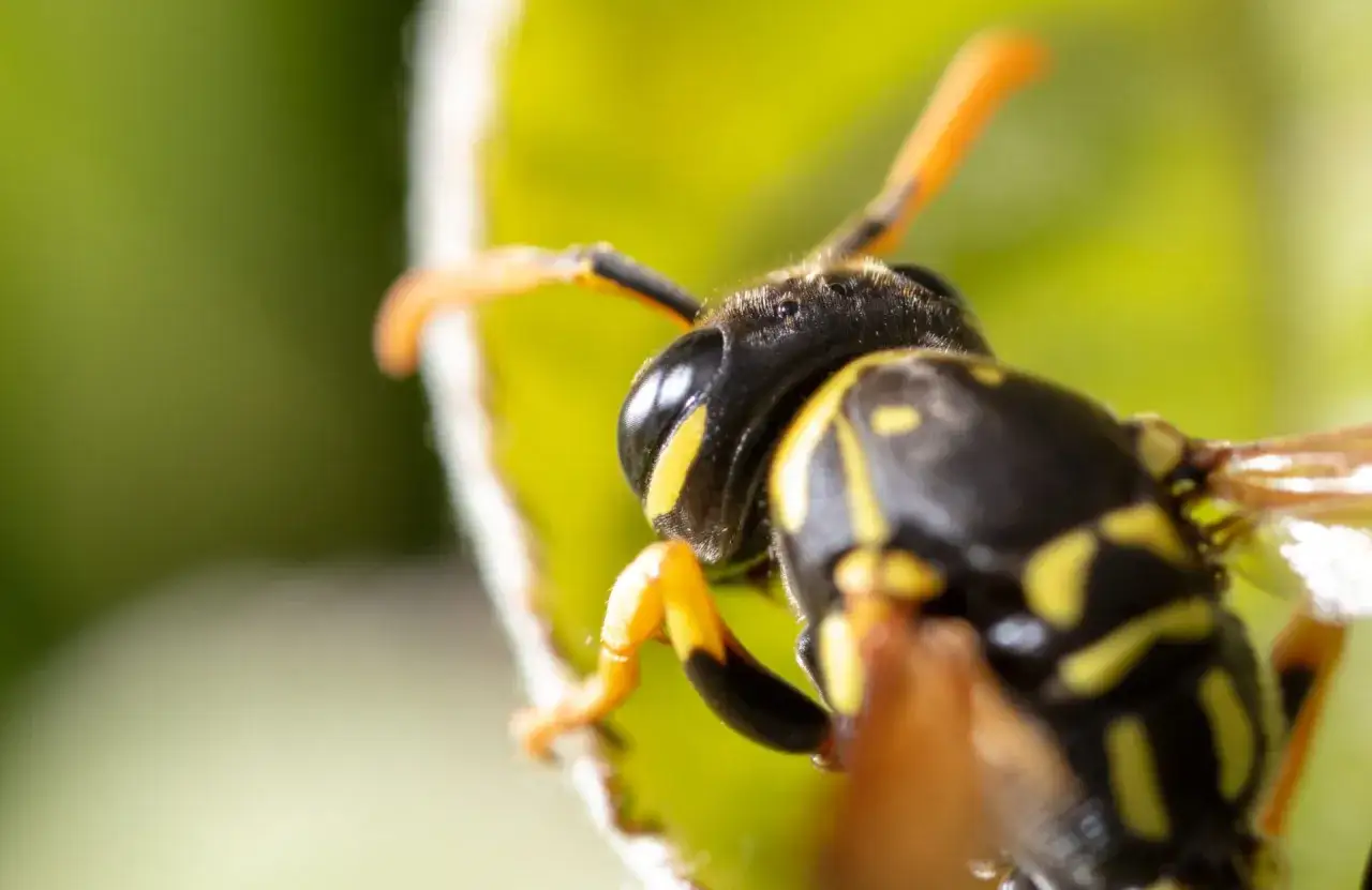 Zbliżenie na głowę szerszenia, kt&oacute;rego czułki i oczy są wyraźne. Owad siedzi na zielonym liściu, gotowy do ataku. Ugryzienie szerszenia może być bolesne.