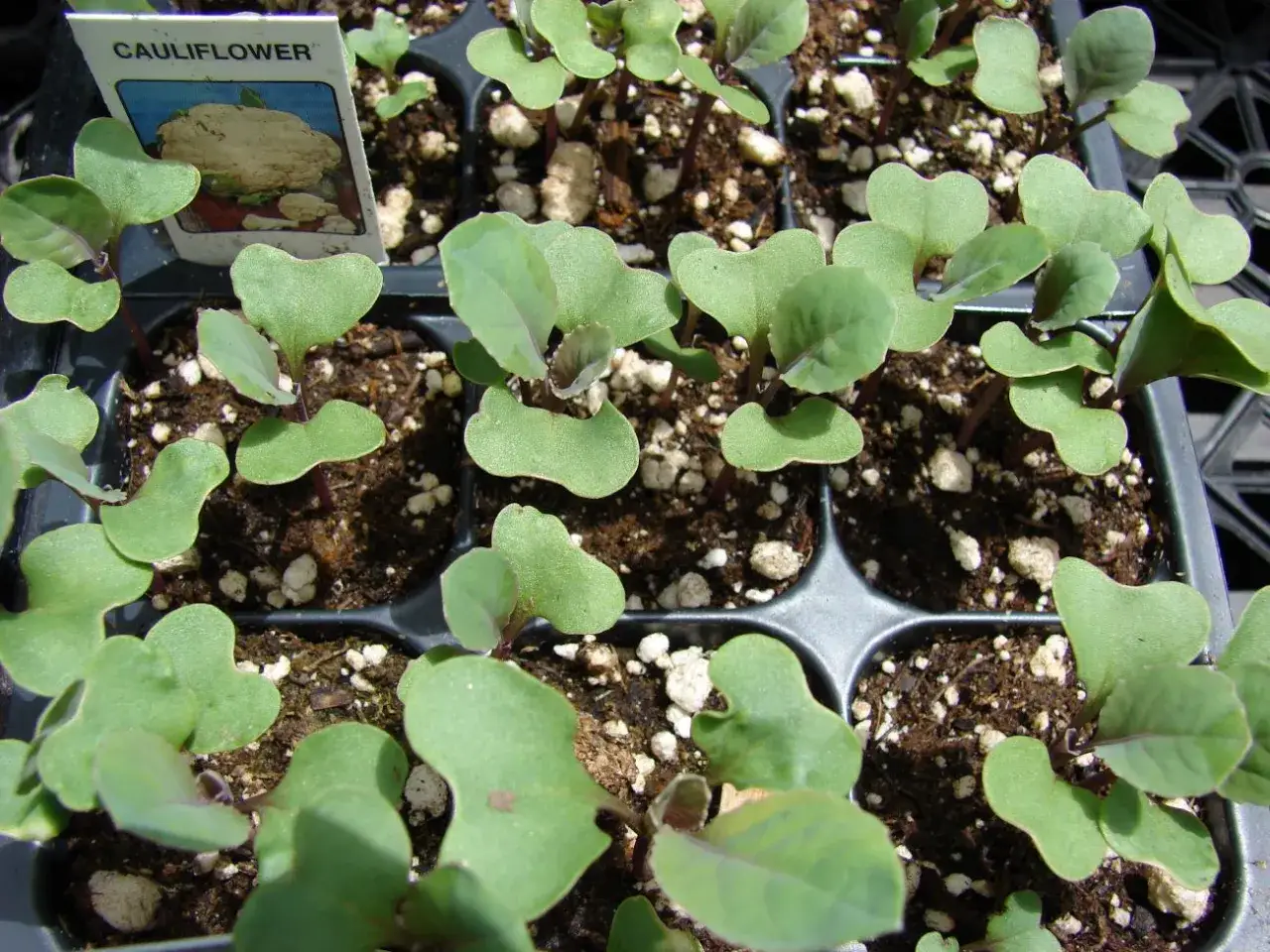 rozsada kalafiora hartowanie