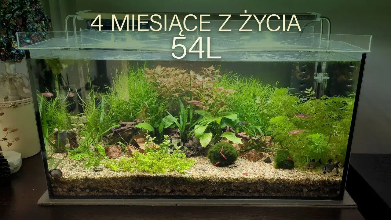 Akwarium 54l z roślinami i dekoracjami