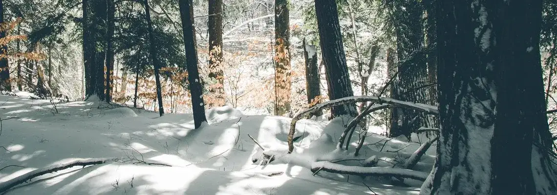 Zdjęcie Czy kleszcze są w zimę? Odkryj, jak uniknąć ich ukąszeń