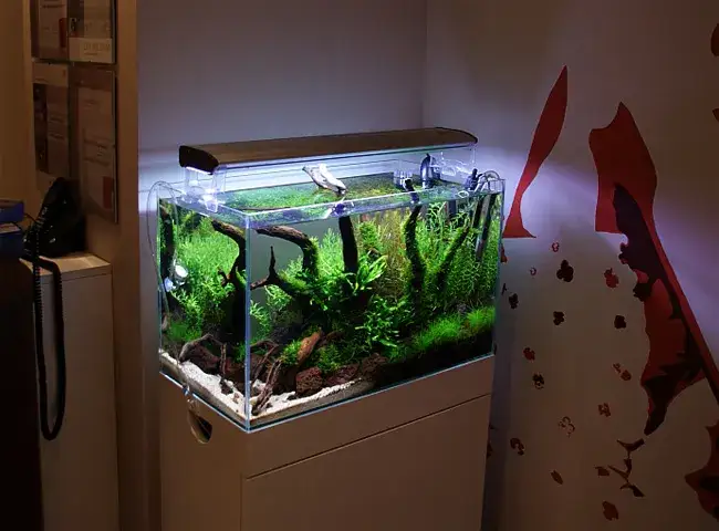 Aranżacja hardscape akwarium 60l