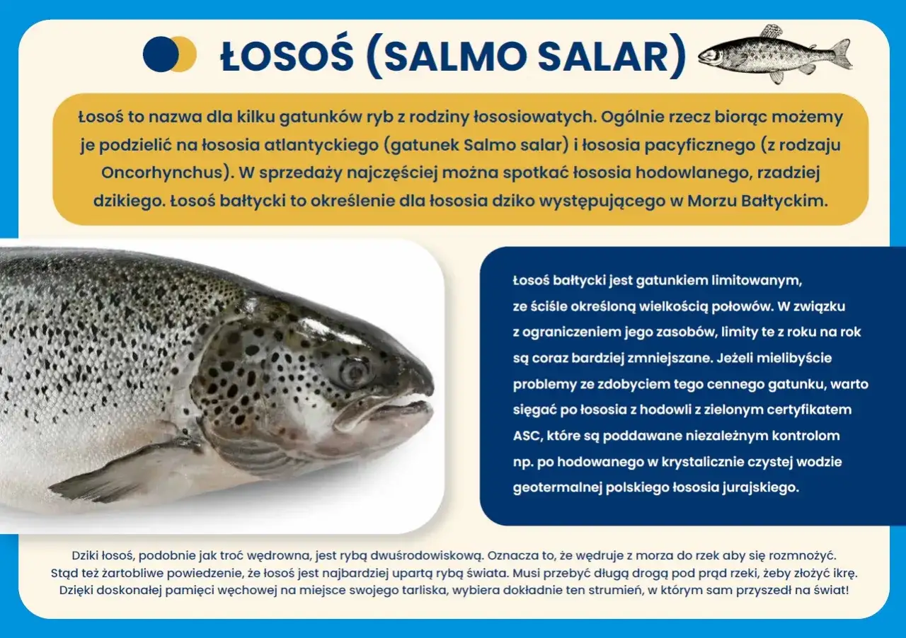 Ryby Bałtyku gatunki