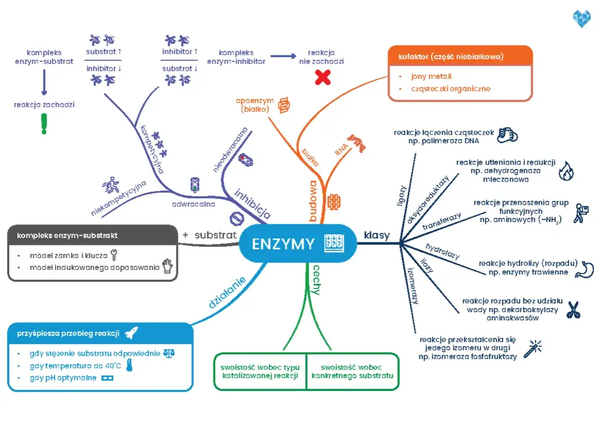 Uczeń z mapą myśli z biologii