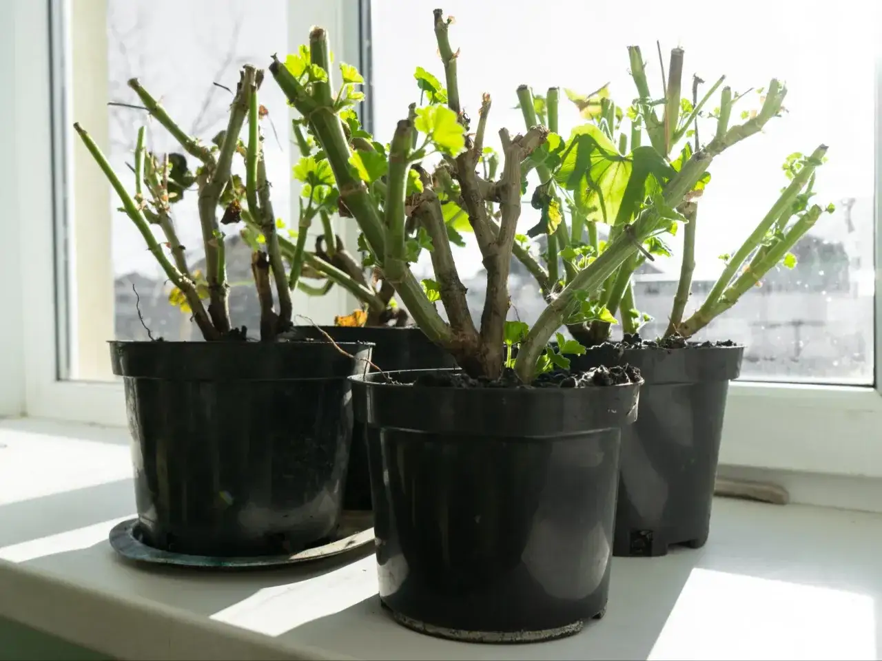 Pelargonie w doniczkach na parapecie, przygotowane do tego, jak przezimować pelargonie. Widać nowe listki.