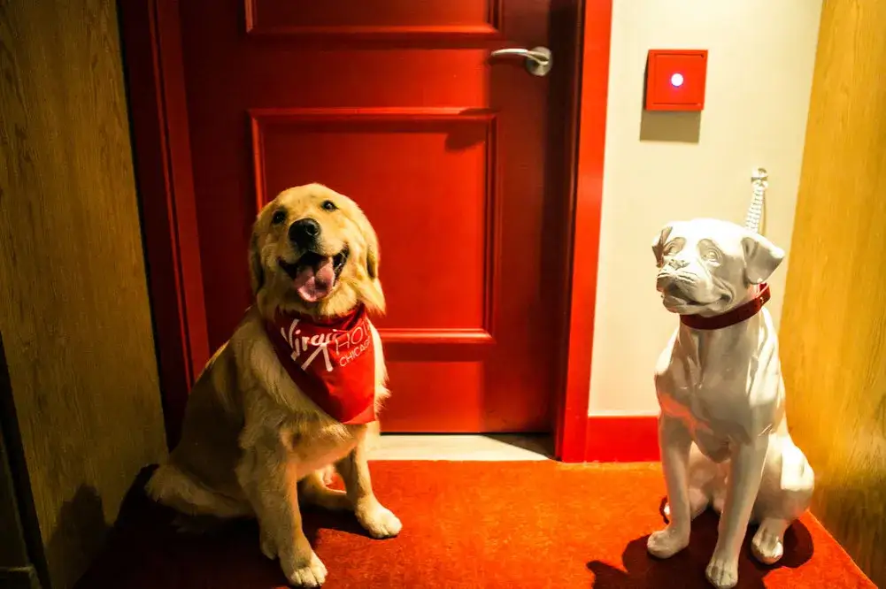 pies w hotelu recepcja