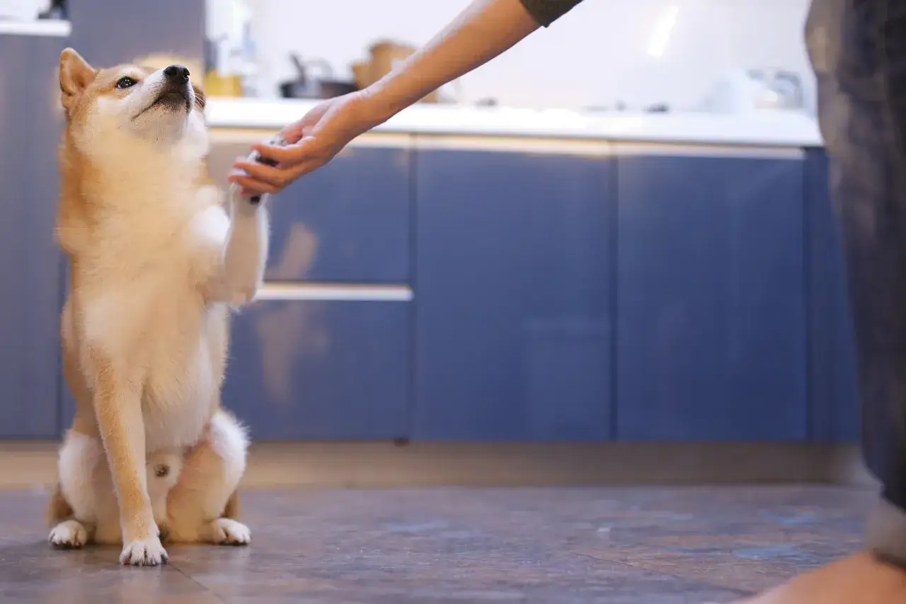 Shiba inu podaje łapę, ucząc się, jak wytresować psa w domu. W tle kuchnia.