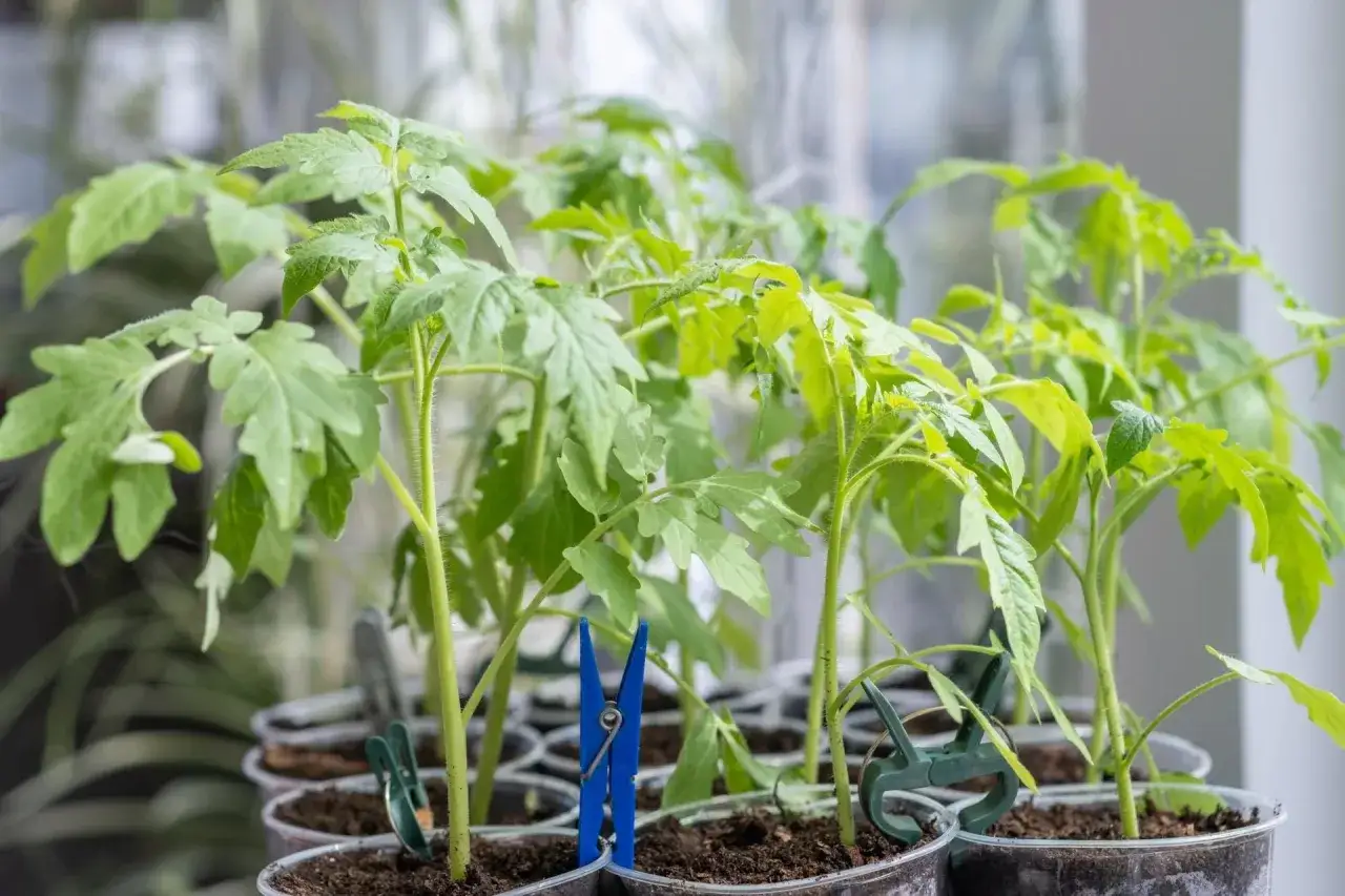 Młode sadzonki pomidorów w doniczkach, gotowe do dalszej uprawy. Klipsy pomagają w pielęgnacji, gdy uczysz się, jak uprawiać pomidory.