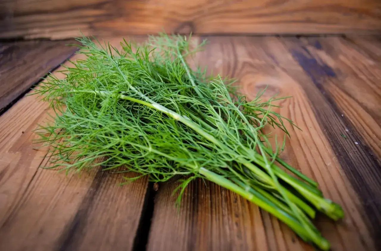Dill verschiedene Formen vegane K&uuml;che
