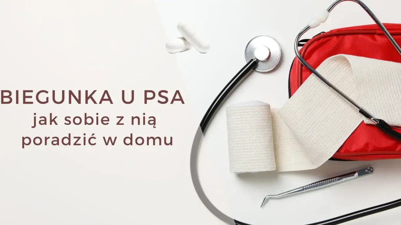 Rozwolnienie u psa domowe sposoby: stetoskop, bandaże, apteczka i tabletki.