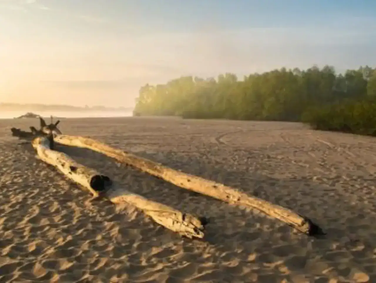 Spokojna plaża w Ciszycy o poranku. Dwa powalone pnie drzew leżą na piaszczystym brzegu, w tle mgła i zieleń drzew.