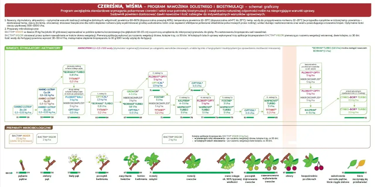 Etapy kwitnienia wiśni, rozwój pąków wiśni