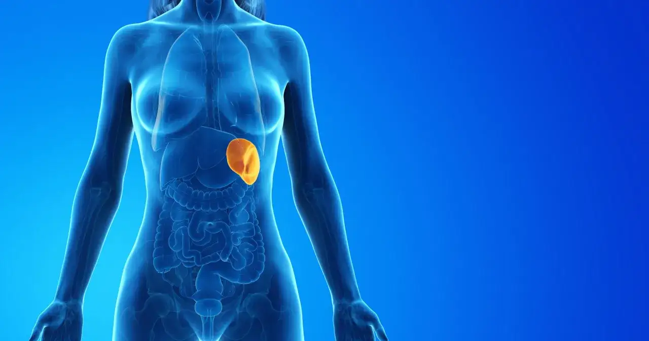 Anatomical illustration of the human torso, highlighting the spleen, the largest lymphatic organ, in orange.