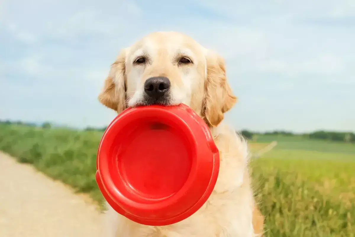 starszy pies rasy golden retriever jedzący z miski