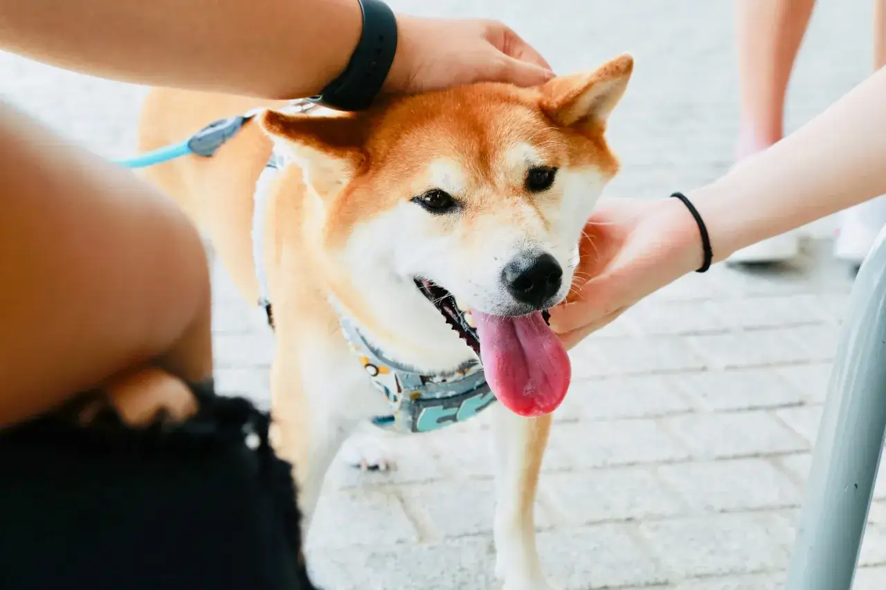 Uśmiechnięty shiba inu, głaskany przez ludzi. Wady i zalety tej rasy to m.in. niezależność i potrzeba uwagi.