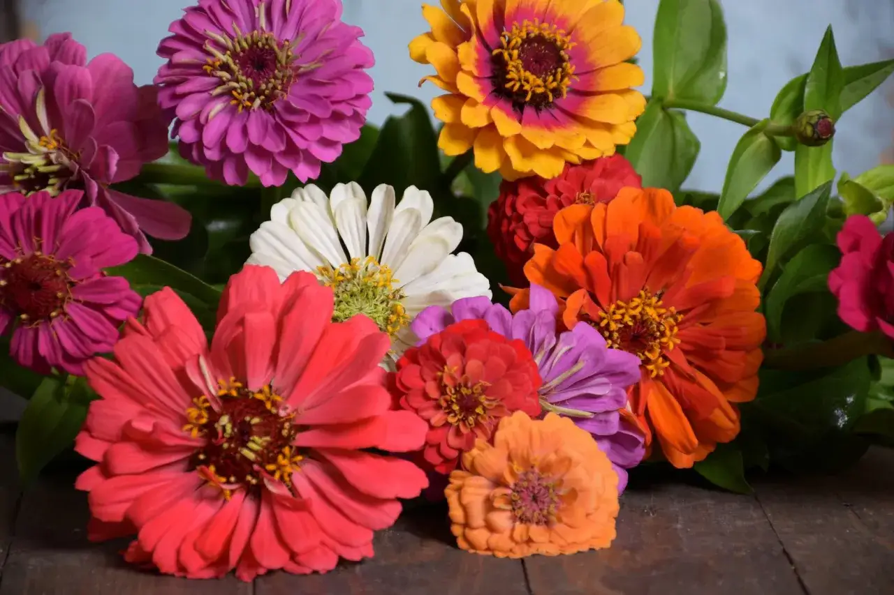 Zdjęcie Kiedy siać cynie do gruntu, aby uniknąć przymrozków i strat?