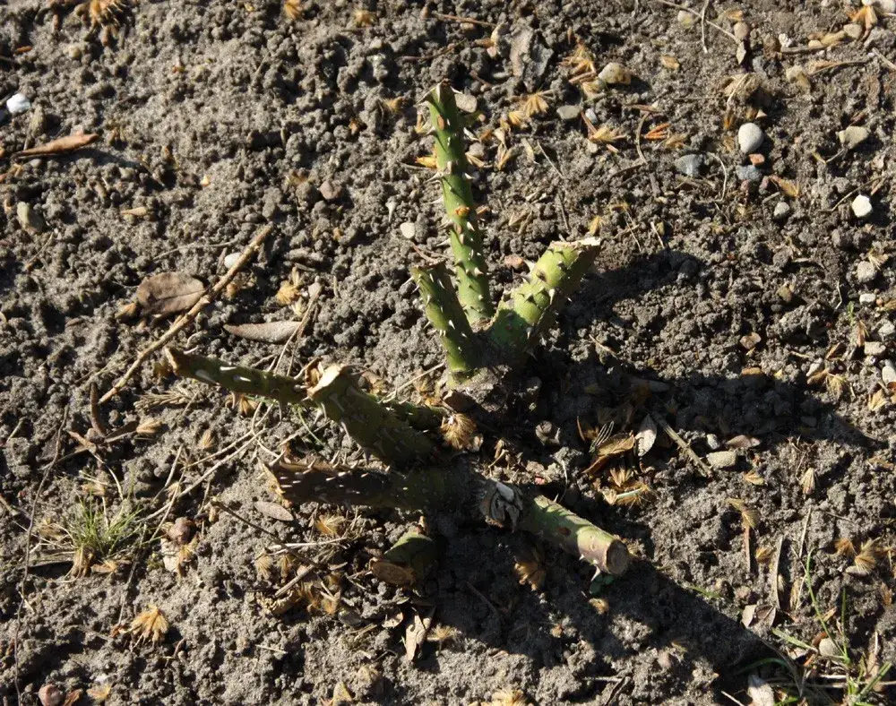 źle przycięta r&oacute;ża błędy