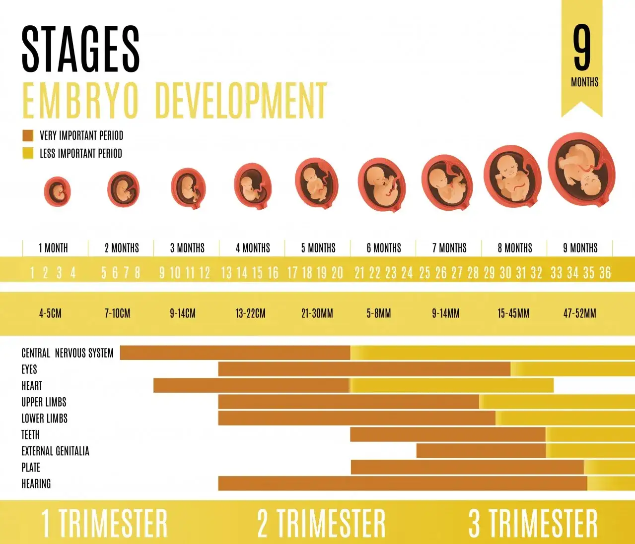 Podział ciąży na trymestry, tygodnie ciąży na miesiące tabela