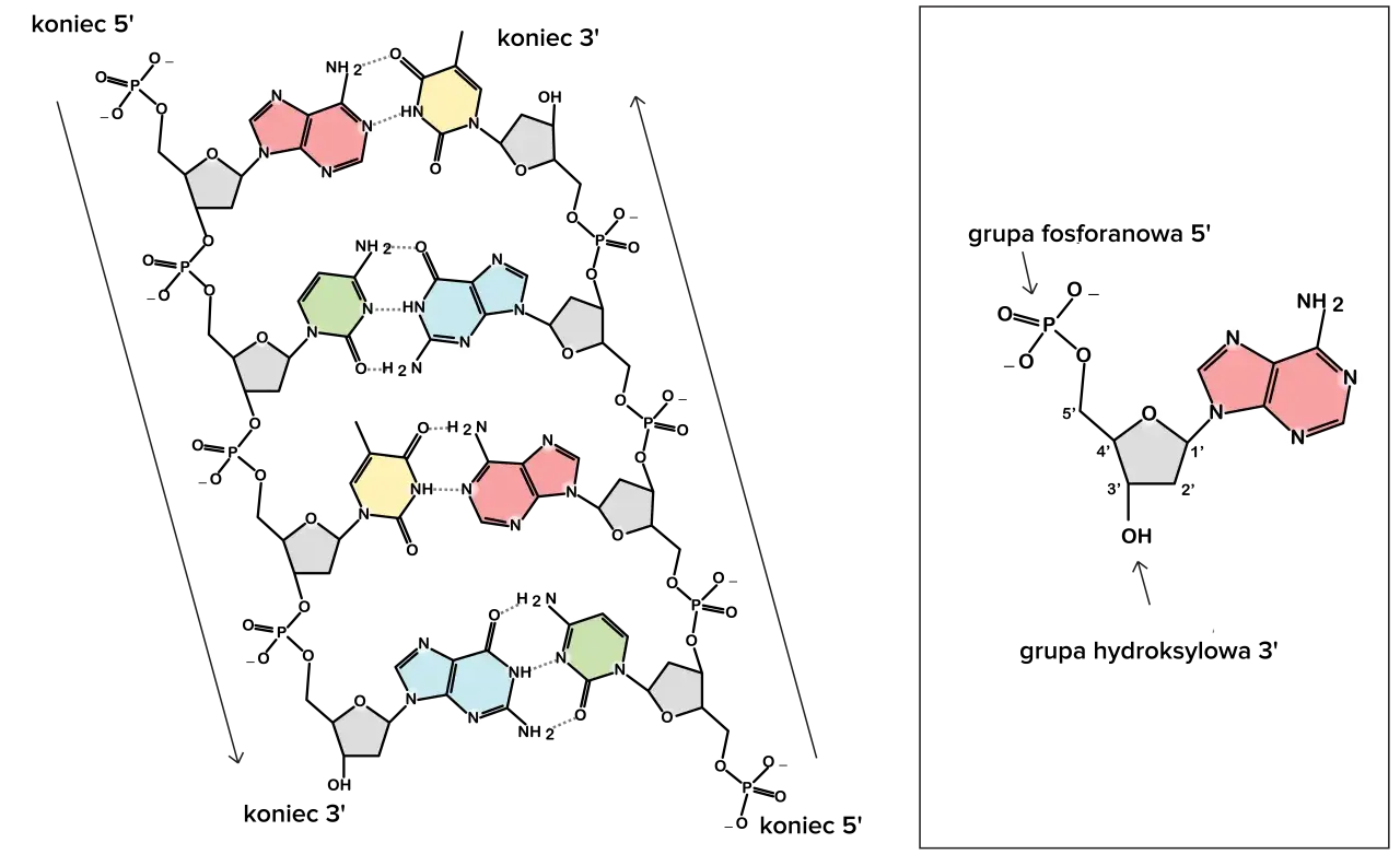 podw&oacute;jna helisa dna schemat