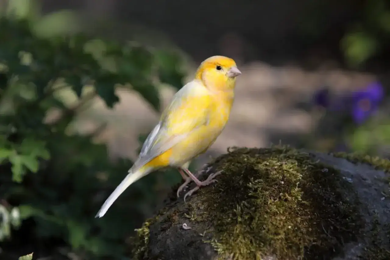 kanarek atlantycki w naturze