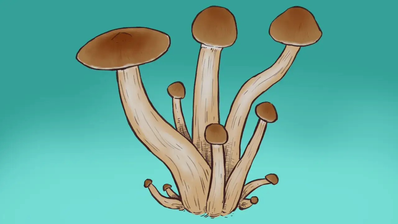 growkit grzyb&oacute;w psylocybinowych