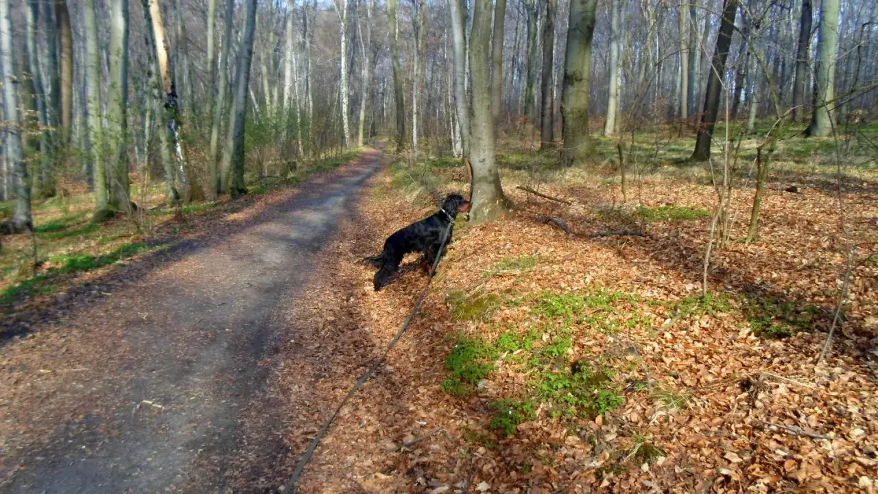 Czarny piesek na smyczy w lesie, idealne miejsce gdzie na spacer z psem w Krakowie.