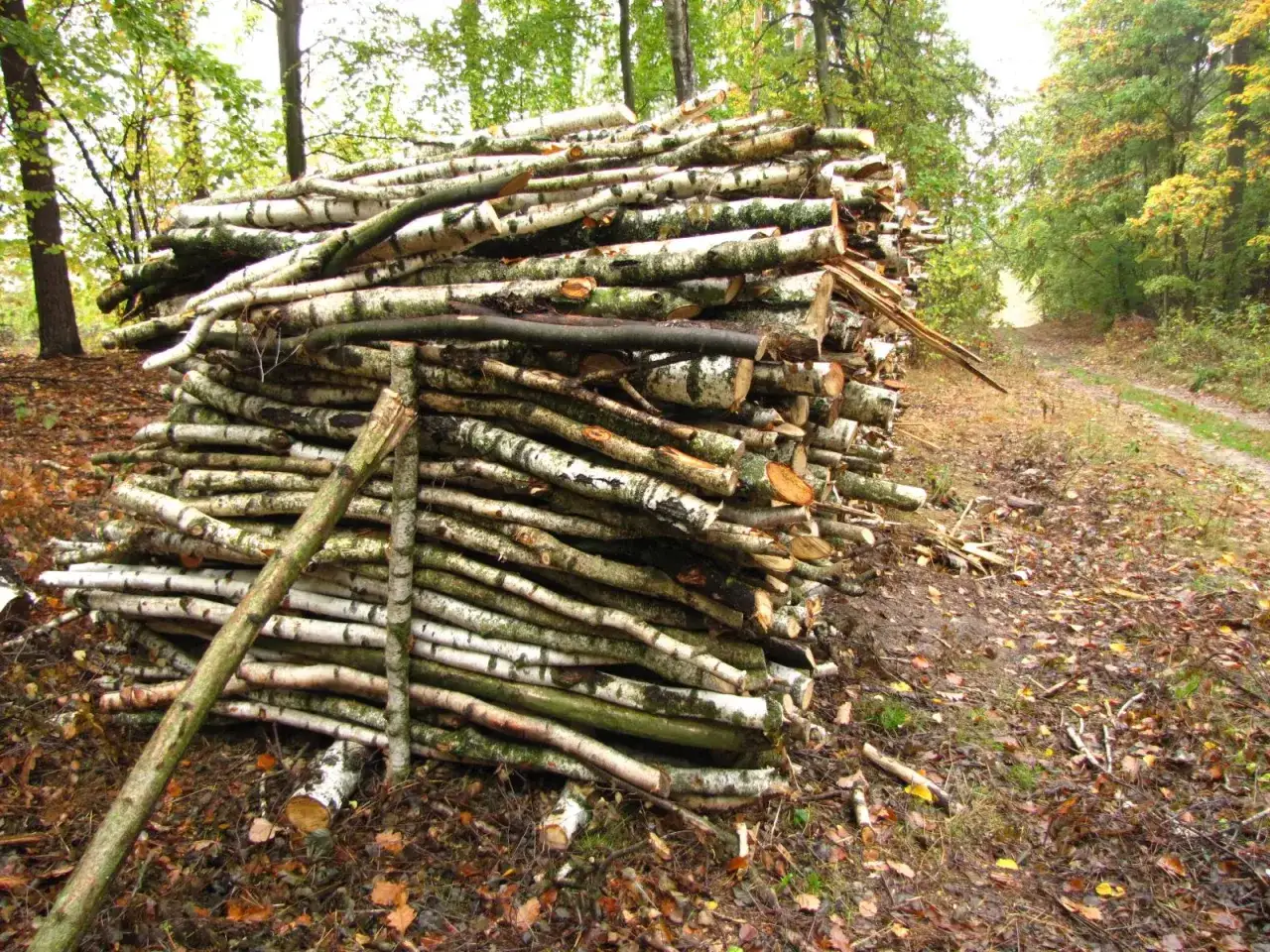 Stos drewna opałowego w lesie. Przyda się do nauki, jak obliczyć m3 drewna.